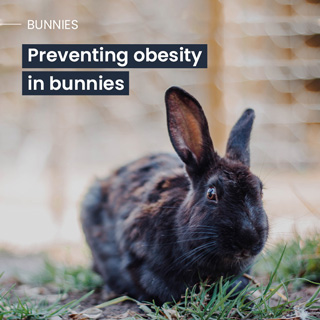 Social Media | Preventing obesity in bunnies | Vet Inflow