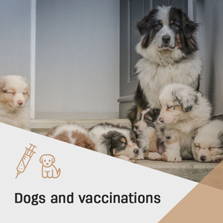 Social Media | Dogs and vaccinations | Vet Inflow